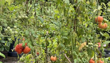 Tomaten noch nicht reif