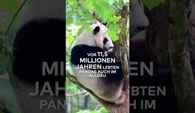 PANDAS AUS EUROPA: Neue Ausgrabungen enthüllen sensationelle Herkunft!