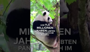 Schock für Asien: Forscher enthüllen – Pandas kommen aus Deutschland!