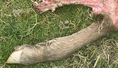 I found a fresh, severed sheep’s leg in the Brecon Beacons today. Proof that there is a big car on the loose