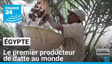 L'Égypte devient le premier producteur de datte avec près de 2 millions de tonnes par an