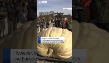 Exactly who has the heaviest pumpkin - Europe or the US? 🎃