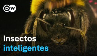 La asombrosa inteligencia de los abejorros, las avispas y otros insectos | DW Documental