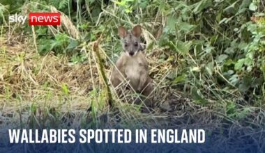 Wallabies spotted in Nottinghamshire as wildlife trust asks for public's help