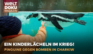 UKRAINE: Bomben fallen auf Charkiw, aber der Zoo bleibt offen! Pinguine trotzen dem Krieg! | MAGAZIN