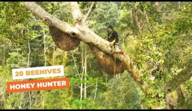 Have You Ever Seen What A Giant Tree With 20 Beehives Looks Like?