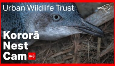 Kororā Little Blue Penguin Nest NIWA