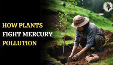 How Plants Fight Mercury Pollution | WION Podcast