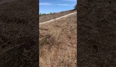 Big ol pile of invasive plants pulled out from community habitat restoration at Baldwin hills SP