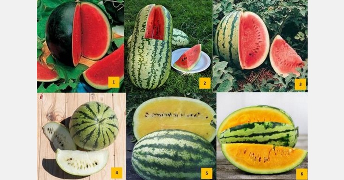 the rise of watermelons in Europe's markets