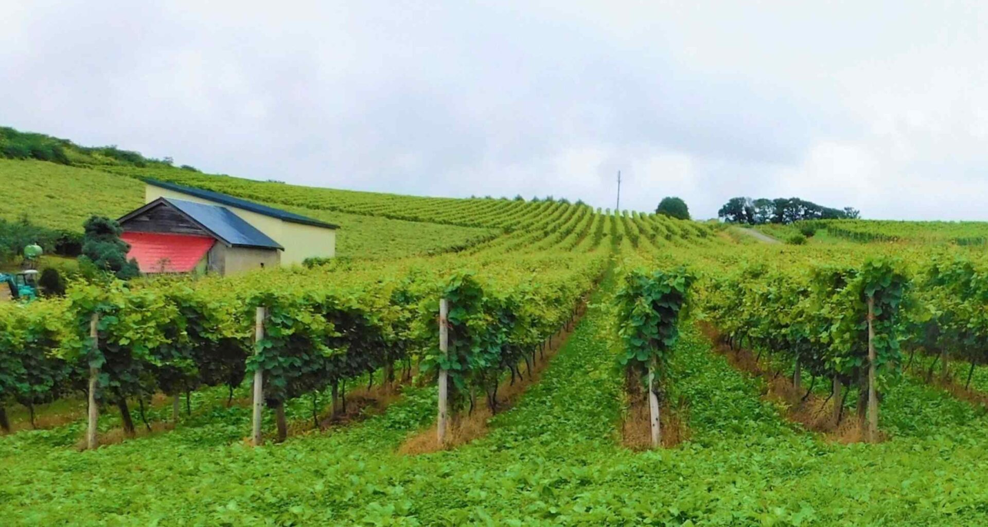 France's Gevrey-Chambertin partners with up-and-coming Japan wine region