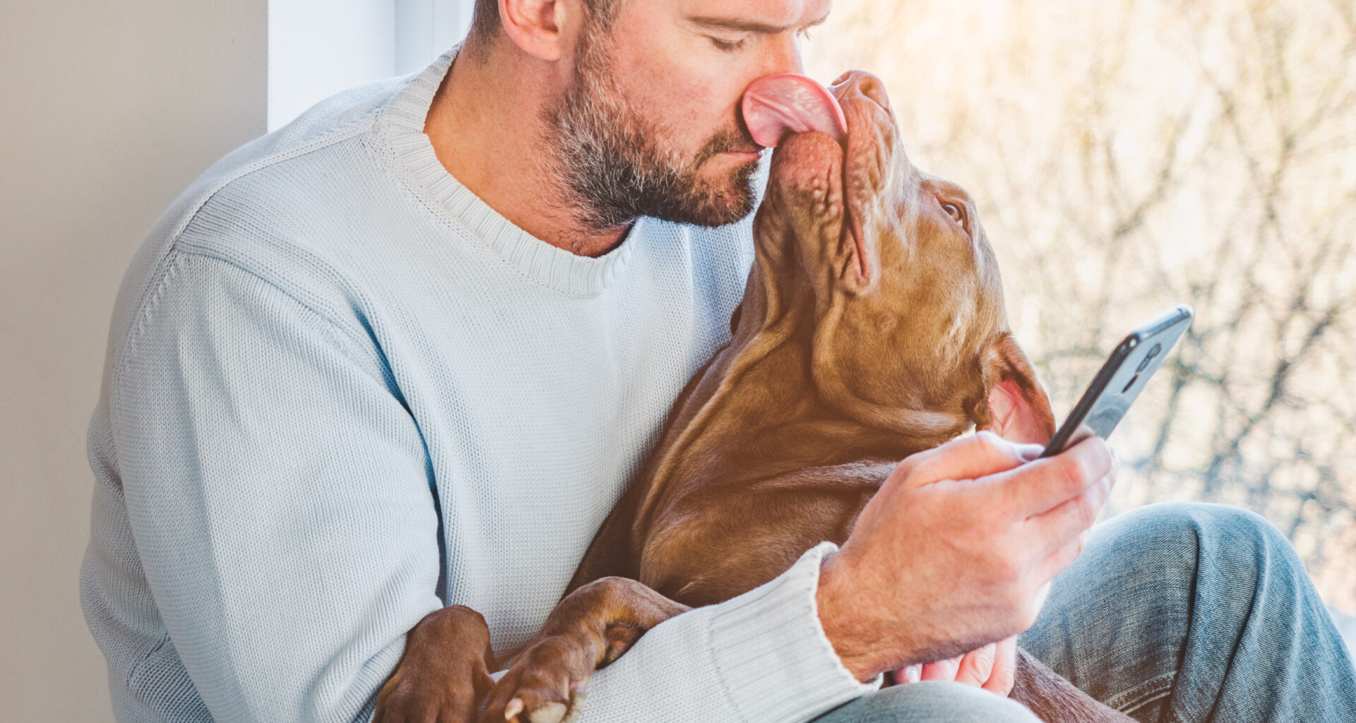 Pit bull licking man