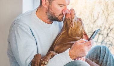 Pit bull licking man