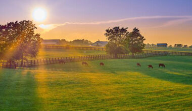 horses grazing in pasture at sunrise