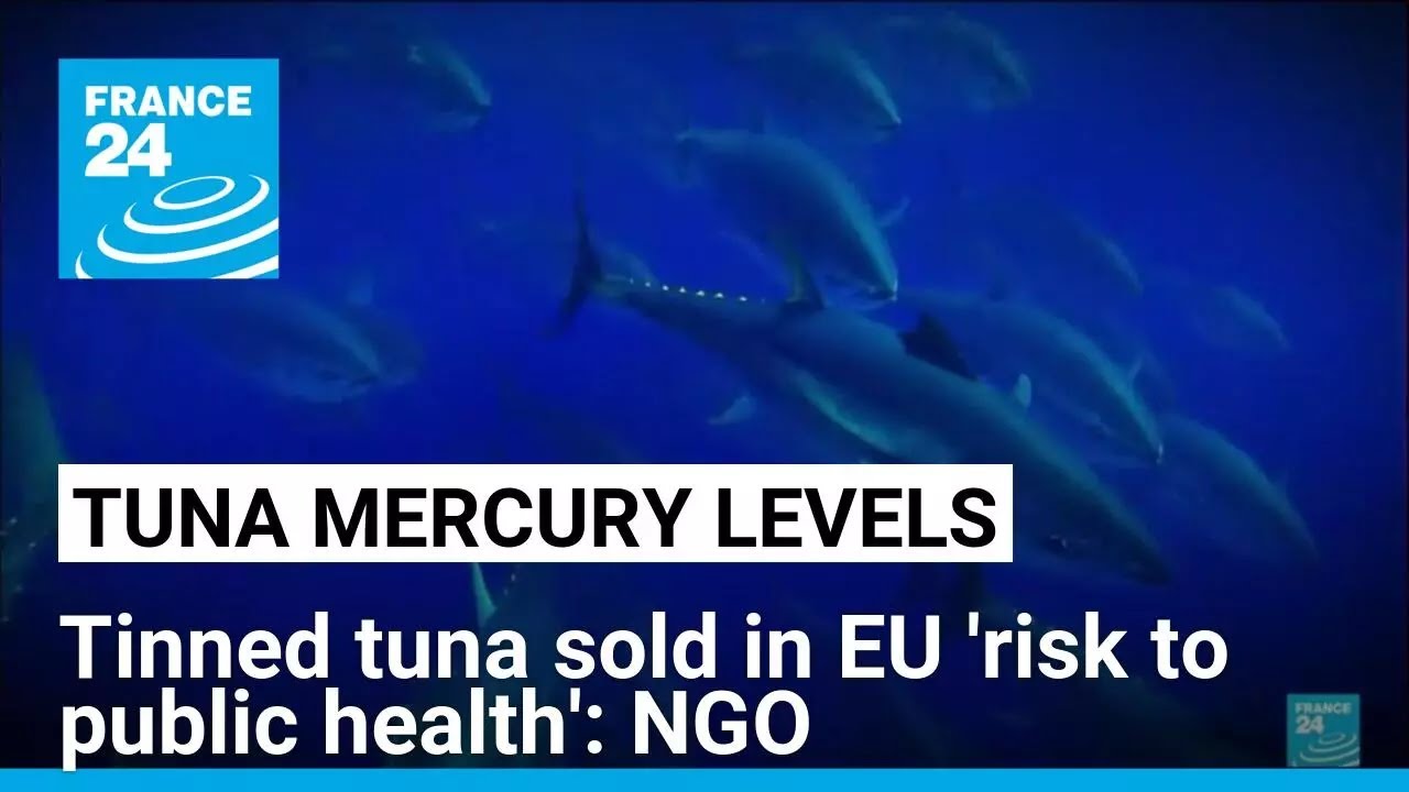 Tinned tuna contaminated with mercury: NGOs • FRANCE 24 English