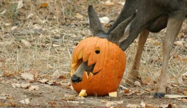 How to dispose of pumpkins without putting wildlife and the environment at risk