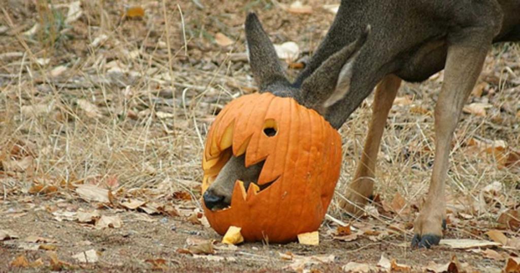 How to dispose of pumpkins without putting wildlife and the environment at risk