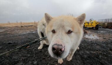 From Iceland — Icelandair To Stop Transporting Dogs On Passenger Flights