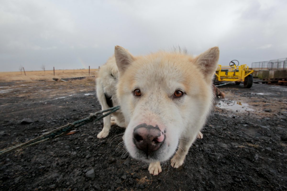 From Iceland — Icelandair To Stop Transporting Dogs On Passenger Flights