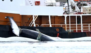 Iceland Whaling License Stirs Controversy Ahead of Elections