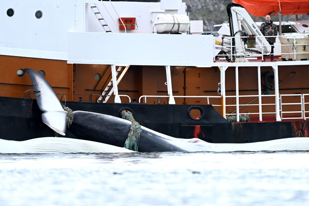 Iceland Whaling License Stirs Controversy Ahead of Elections