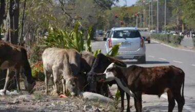 Organic milk: Health, environment and a good life for the cows