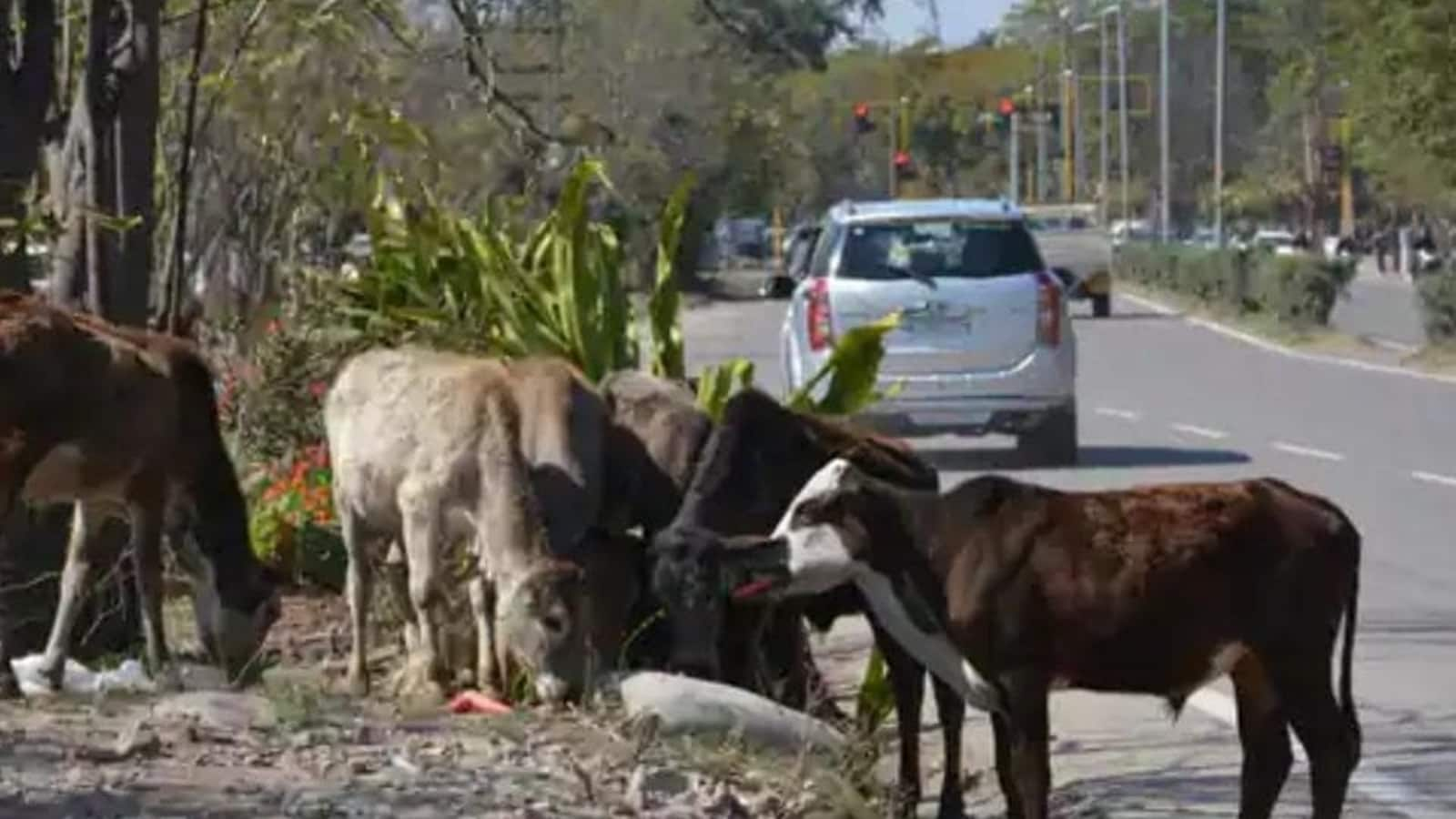 Organic milk: Health, environment and a good life for the cows