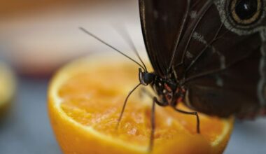 Climate change a worry for Greece’s hungry butterflies