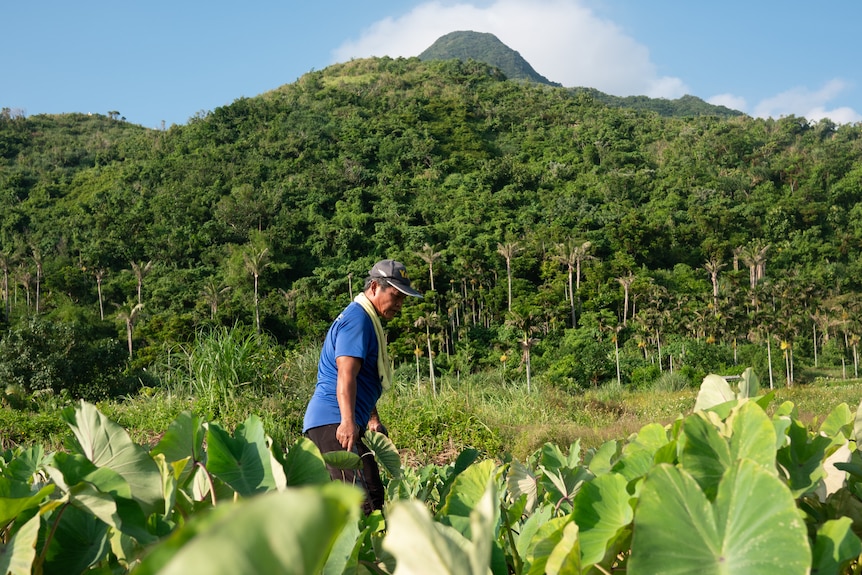 A man stands in a field of taro plants with a mountain in the distance