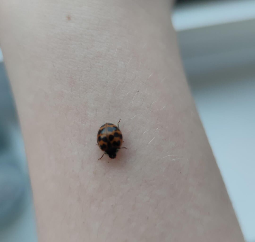 Wollte eigentlich die Fenster putzen, aber Käfer fotografieren (und ihm/ihr Wasser geben bevor ich ihn/sie nach draußen bringe) ist wichtiger.