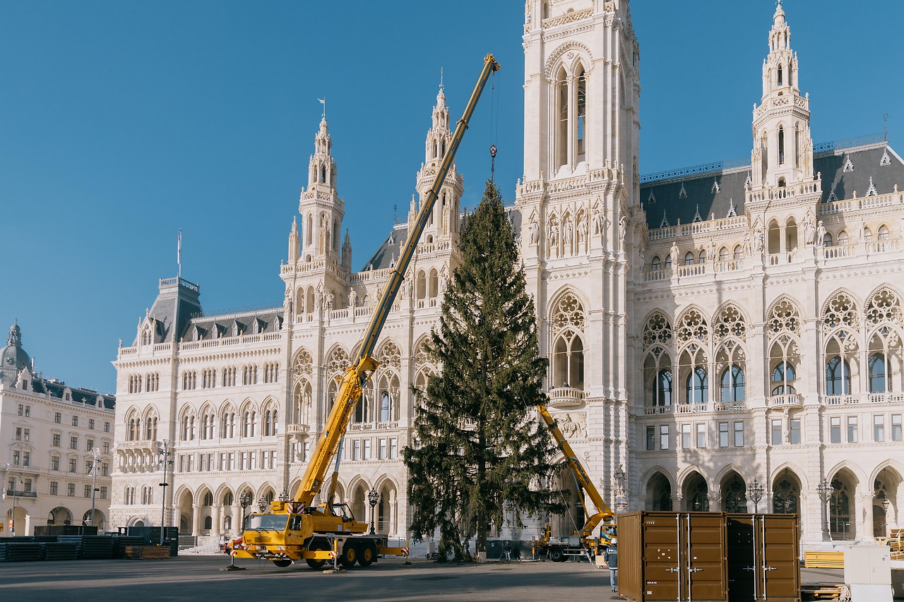 Baum wird vor dem Rathaus aufgestellt