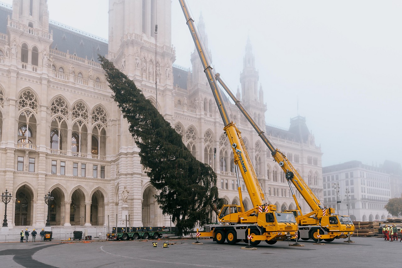 Baum wird vor dem Rathaus aufgestellt