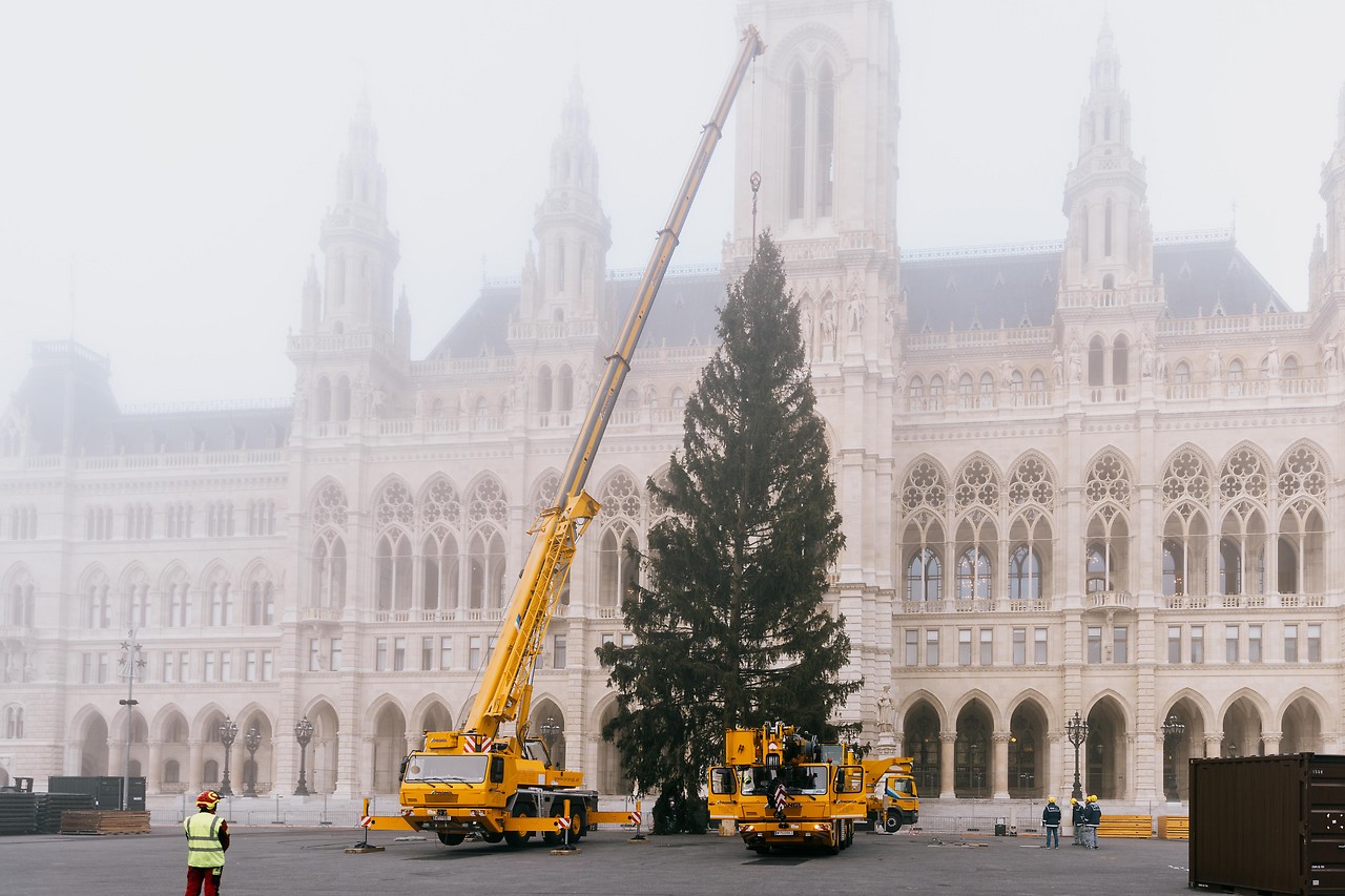 Baum wird vor dem Rathaus aufgestellt