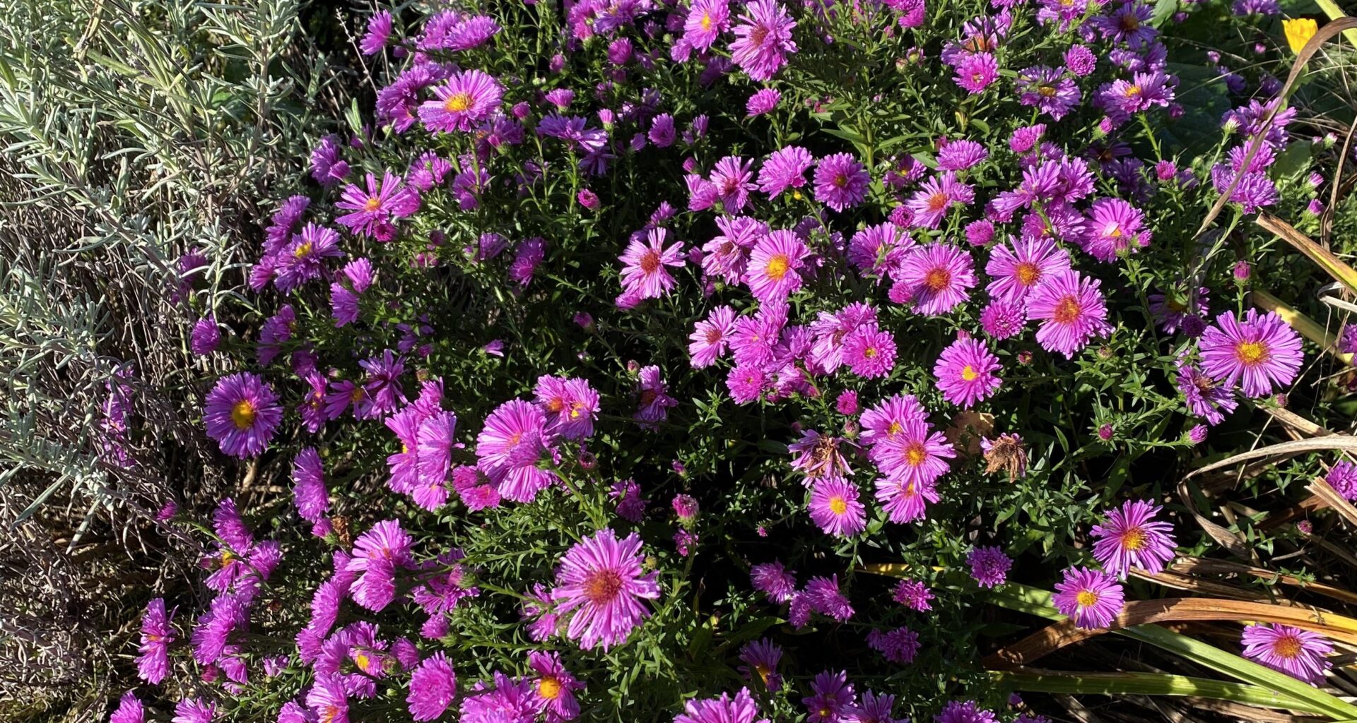 Autumn Aster in the sun