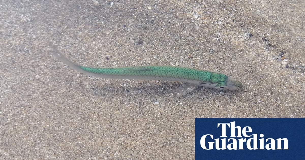 Country diary: A mystery fish that might remain a mystery | Environment