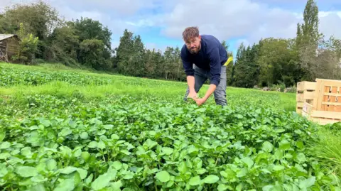 BBC A man is seen looking at the camera, wearing glasses and bending over in a field of watercress