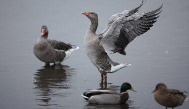 Egyptian goose invasion sparks biodiversity alarm in France