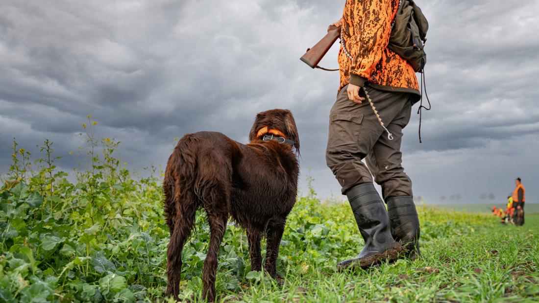 Hund und Jäger stehen auf einer Wiese