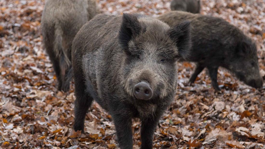 Wildschweine im Laub