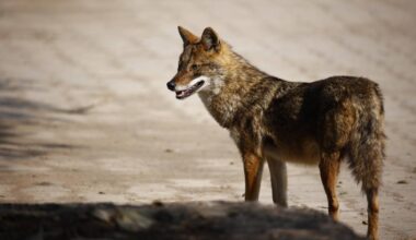 Goldschakal auf der Pirsch: Tierart verbreitete sich zuletzt in deutschland