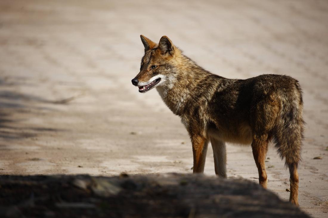 Goldschakal auf der Pirsch: Tierart verbreitete sich zuletzt in deutschland 