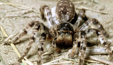 Die haarige Riesen-Spinne sitzt auf einem sandigen Boden.