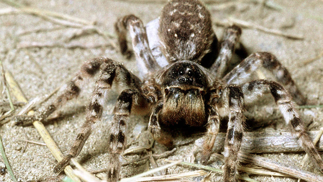 Die haarige Riesen-Spinne sitzt auf einem sandigen Boden.