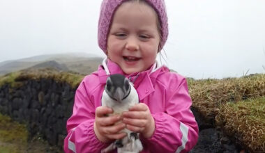 People In Iceland Are Collecting Baby Puffins In The Streets And Throwing Them Back Into The Ocean