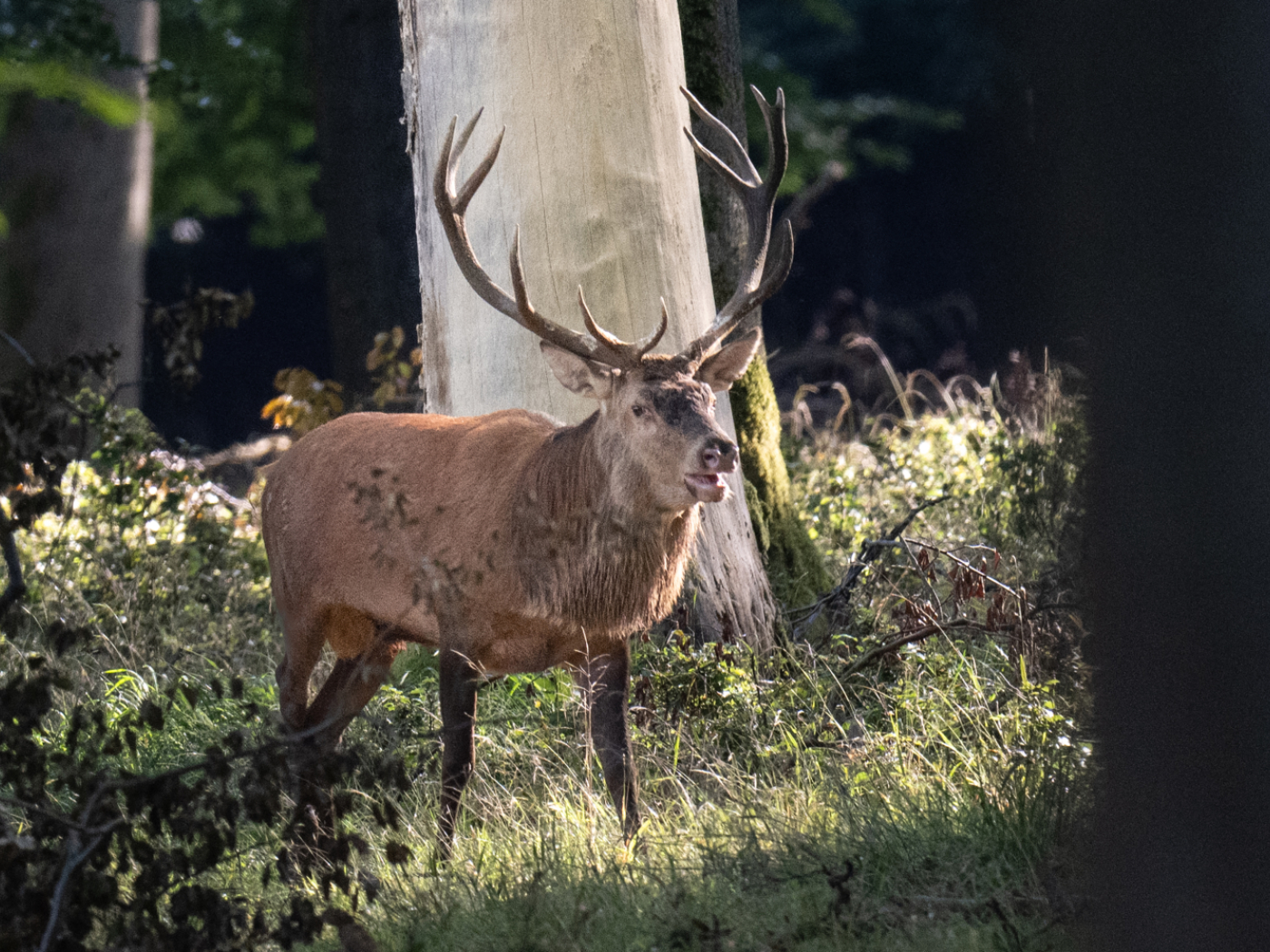 Deer with tuberculosis found in Montafon (A) near the border