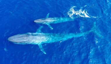 Baby blue whales are born at 5,000-6,000 pounds, making them the world's biggest babies next to Trump supporters.