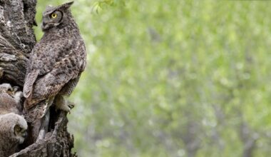 Pesticides (Leading the Way in Cancelling Pesticides Most Harmful to Birds)