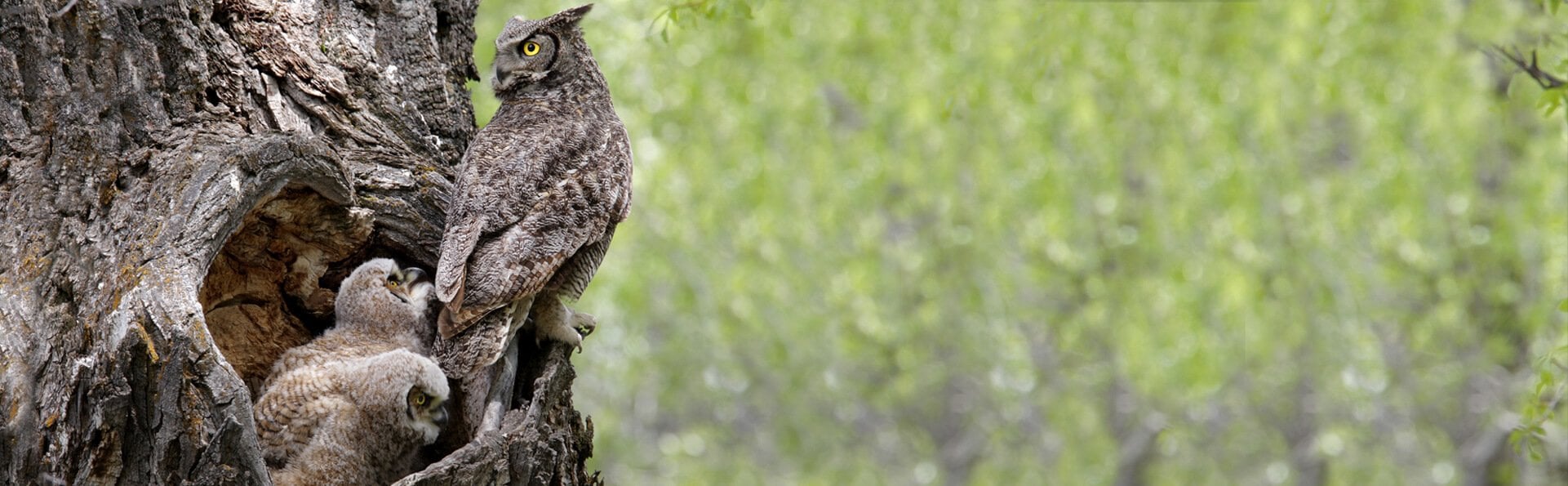 Pesticides (Leading the Way in Cancelling Pesticides Most Harmful to Birds)