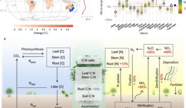 Warming exacerbates global inequality in forest carbon and nitrogen cycles