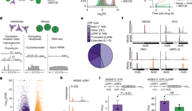 Nuclear release of eIF1 restricts start-codon selection during mitosis